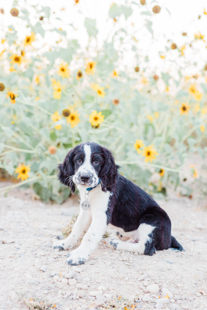 5 tips for bringing your pup to your photo session! Check out these sunflower fields in Herriman, Utah and adorable puppy!